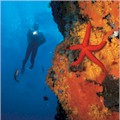 Divemaster